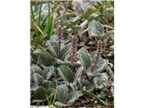 Salix reticulata