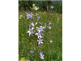 Repuščeva zvončica (Campanula rapunculus), Vipavska dolina, Slovenija.