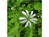 Gozdna zvezdica (Stellaria nemorum)