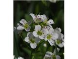 Grenka penuša (Cardamine amara)