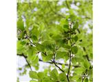Fagus sylvatica