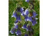 Brkata zvončica (Campanula barbata), NP Gran Paradiso, Italija.