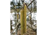 Corylus avellana