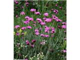 Lychnis flos-jovis