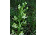 Platanthera chlorantha