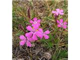 Deltasti klinček (Dianthus deltoides)