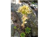 Sempervivum grandiflorum