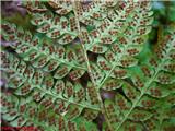 Bodeča podlesnica (Polystichum aculeatum), trosišča na spodnji strani lista.