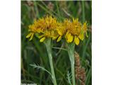 Sivi grint (Senecio incanus), NP Gran Paradiso, Italija.