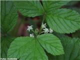 Skalna robida (Rubus saxatilis), Tamar, Slovenija.