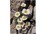 Burserjev kamnokreč (Saxifraga burseriana), Ratitovec, Slovenija.