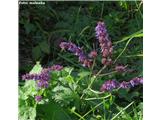 Vretenčasta kadulja (Salvia verticillata), Planina, Slovenija.