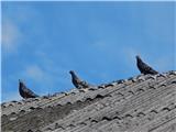 Razgledna točka Kapela Tudi golobi so se naučili, da morajo imeti razdaljo drug pred drugim