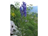 Ozkolistna preobjeda (Aconitum angustifolium), Krnsko pogorje, Slovenija.