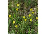 Navadni popon (Helianthemum nummularium)