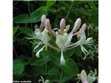 Lonicera caprifolium