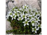 Arenaria ciliata