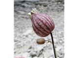 Meliščna pokalica (Silene vulgaris subsp. glareosa), Kanin, Slovenija.