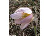 Spomladanski kosmatinec (Pulsatilla vernalis), bohinjske gore, Slovenija.