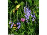 Veronica teucrium