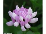 Coronilla varia