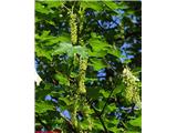 Acer pseudoplatanus