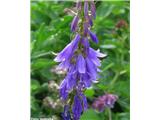 Bolonjska zvončica (Campanula bononiensis), Nanos, Slovenija.