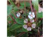 Drobnocvetni petoprstnik (Potentilla micrantha)