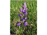 Navadna grebenuša (Polygala vulgaris), Slovenija.