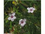 Drobnolistni lan (Linum tenuifolium), nad Klemenčevim, Slovenija.