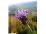 Njivski osat (Cirsium avense), Slovenija.