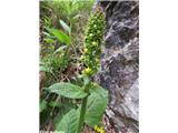 Volnati lučnik (Verbascum alpinum), Topla, Slovenija.