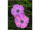 Prezrti klinček (Dianthus pavonius), jugozahodne Alpe, Francija.