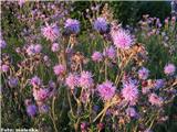 Njivski osat (Cirsium avense), Kamniški vrh, Slovenija.