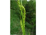 Gozdni šaš (Carex sylvatica)