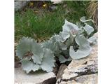 Belopolsteni lepen (Adenostyles leucophylla), NP Gran Paradiso, Italija.