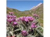 Pirenejski bodak (Carduus carlinoides)