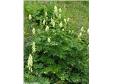 Aconitum ranunculifolium