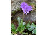 Lepljivi jeglič (Primula glutinosa), prelaz Gavia, Italija.