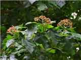 Brek (Sorbus torminalis), odcvetela socvetja, Šmartinsko jezero, Slovenija.