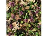 Škrlatnordeča mrtva kopriva (Lamium purpureum)