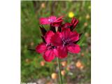 Krvavordeči klinček (Dianthus sanguineus)