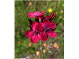 Krvavordeči klinček (Dianthus sanguineus), Kobjeglava, Slovenija.