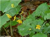 Zlatorumena zlatica (Ranunculus auricomus agg.); listi na sliki so repuhovi, pri Kamniški bistrici, Slovenija.