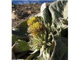 Berardija (Berardia subacaulis), Col de la Bonette, Francija. 2800 m. n. m.