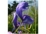 Latasta preobjeda (Aconitum degenii), Rodica, Slovenija.