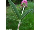 Predalpska detelja (Trifolium alpestre)