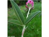 Trifolium alpestre