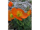 Papaver alpinum kerneri