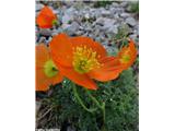 Kernerjev mak (Papaver alpinum kerneri), Brana, Slovenija.